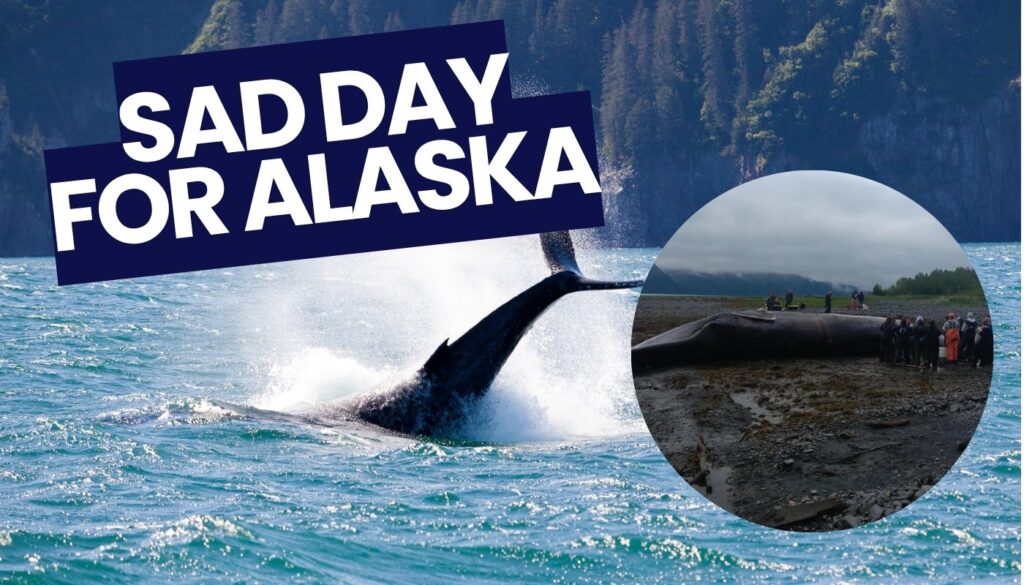 Alaska Whale