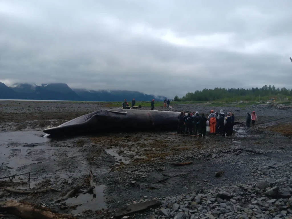 Whale in Alaska 